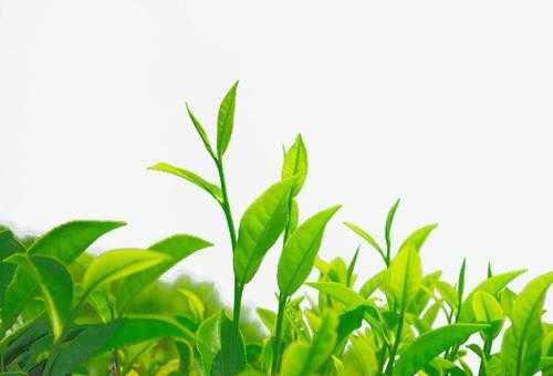 中国最好喝的绿茶,十大最好喝的绿茶排行榜
