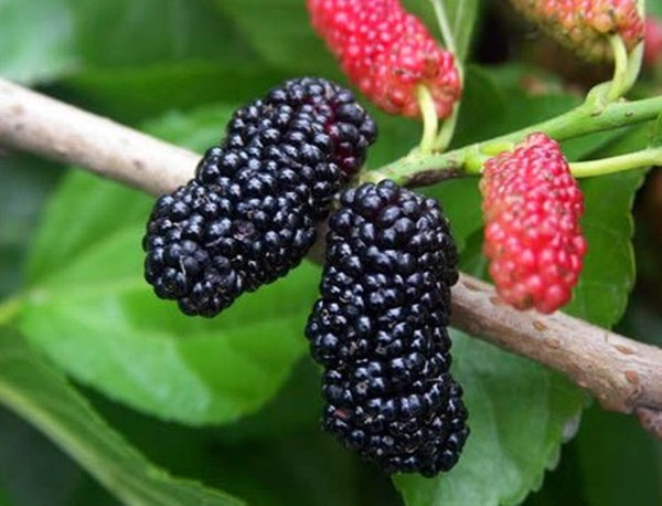 四川特色水果有哪些四川最有名的水果推荐