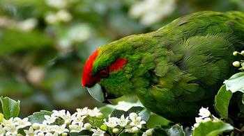 绿色的鸟有哪些-十种拥有绿色羽毛的鸟