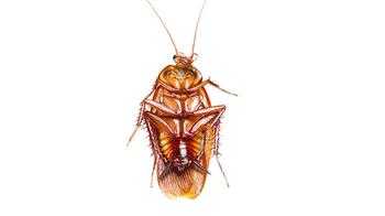 世界上十大最恐怖的虫子-世上最可怕的昆虫排名