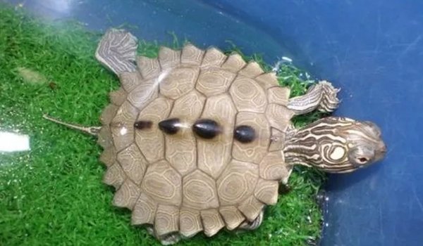世界十大著名水龟-水栖龟类盘点排行榜