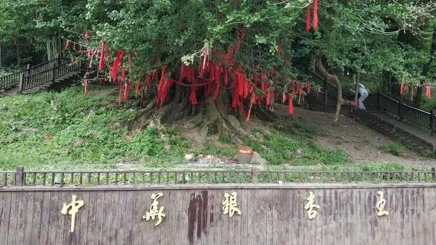 中国十大千年古银杏树-国内银杏树树龄排名