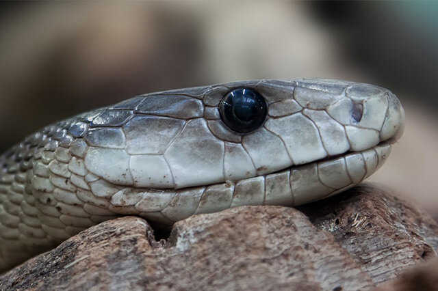 世界十大最毒的蛇-世界上最毒的蛇排名