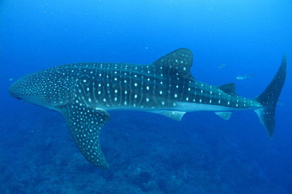 世界上最大的鲨鱼排行榜-现存十大最大的鲨鱼