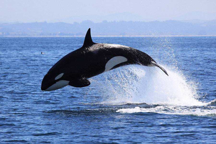 十大最强海洋动物-十大海洋动物杀手