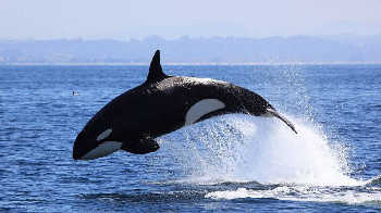 十大最强海洋动物-十大海洋动物杀手