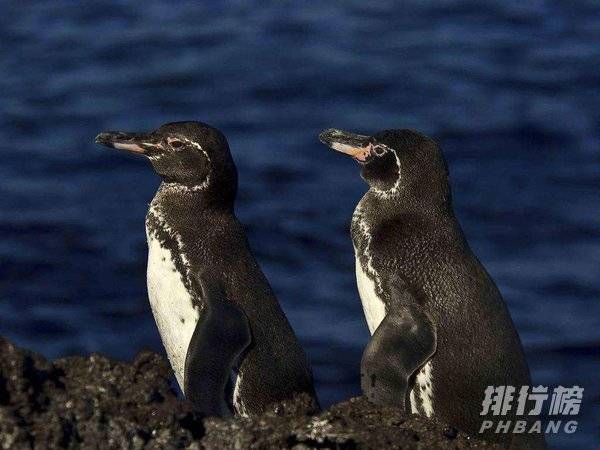 世界十大企鹅种类-企鹅有多少个品种