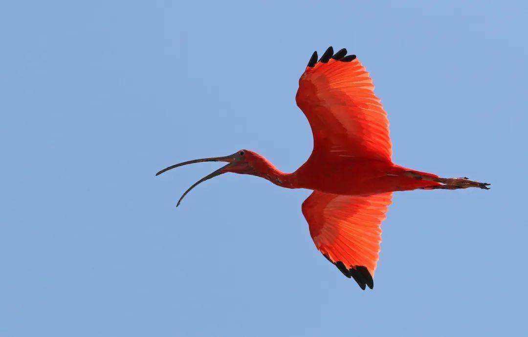 世界上红色鸟类盘点-全球十种红色小鸟