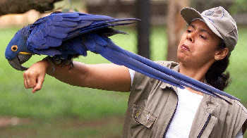 世界上蓝色鸟类盘点-全球十种蓝色小鸟