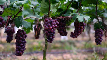 葡萄十大品种，最好吃的葡萄种类排名(附2023年排行榜前十名单)