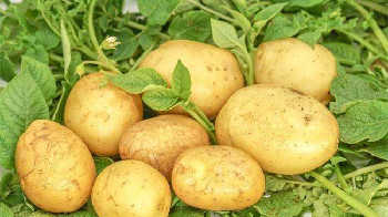 土豆产地哪里最好-全国十大土豆产地