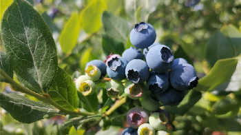 中国十大蓝莓产地排名-蓝莓的主要产地在哪里