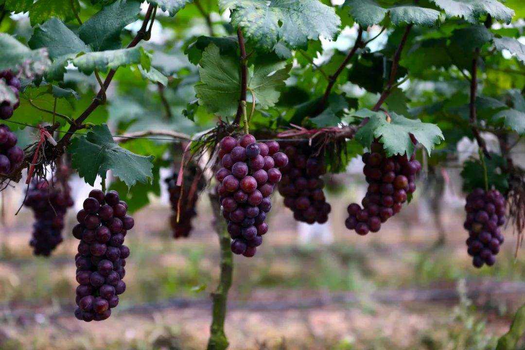 葡萄十大品种-最好吃的葡萄种类排名