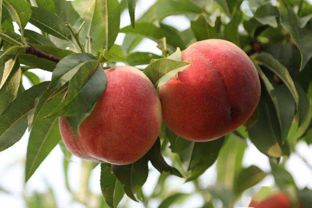 全国十大桃子产地-中国哪里的桃子最好吃